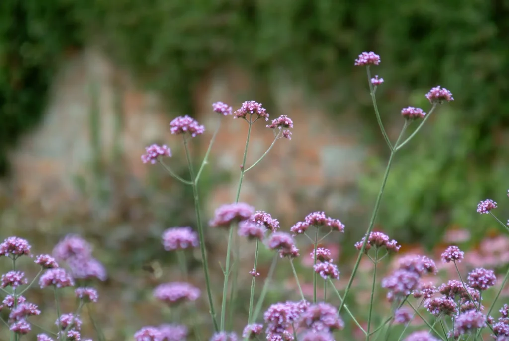 purple wild flowers