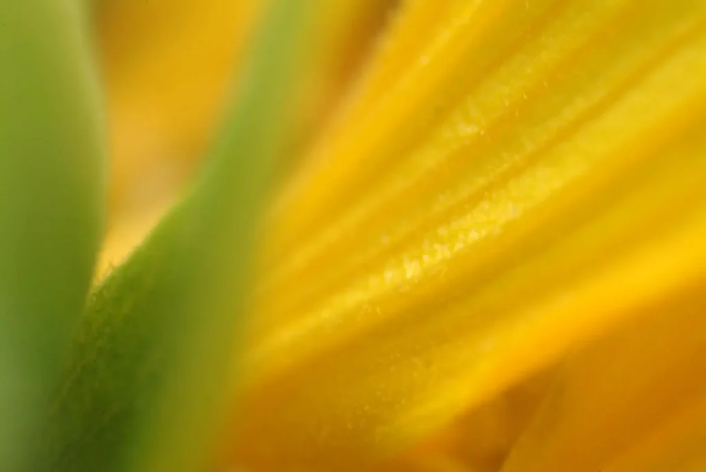 close up of yellow flower