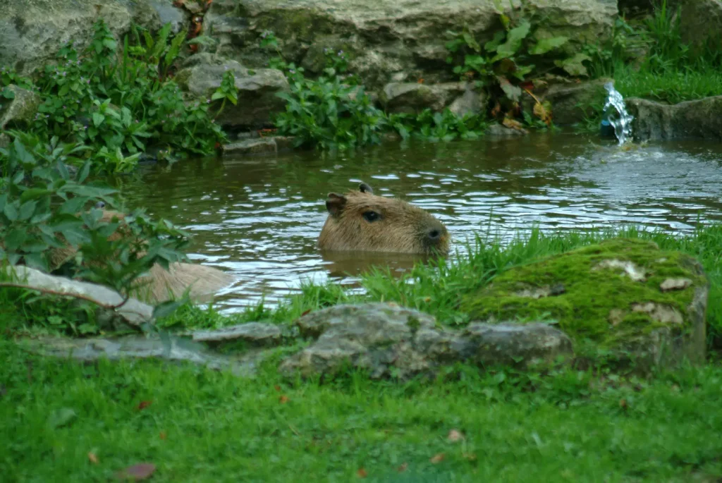 capybara in water shot on S2 pro