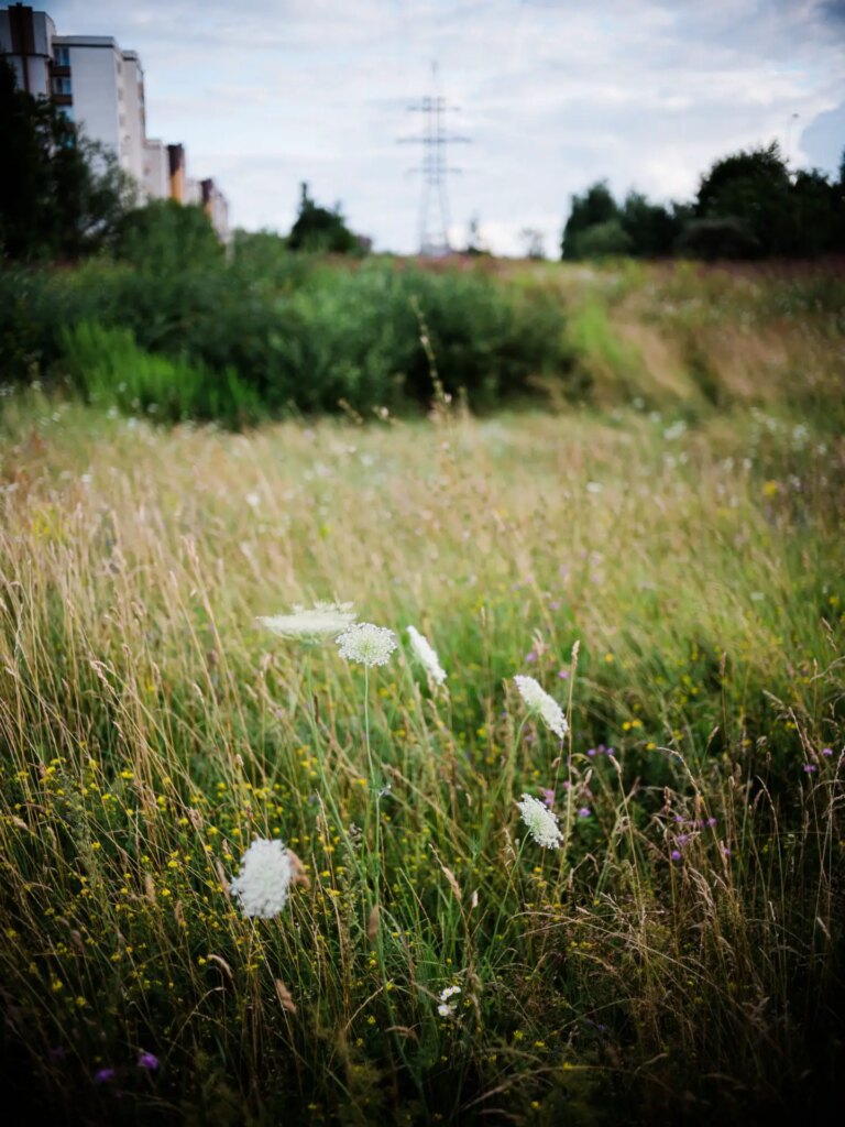 Fujifilm GFX50R, Voigtländer Ultron 40mm F2 SL II