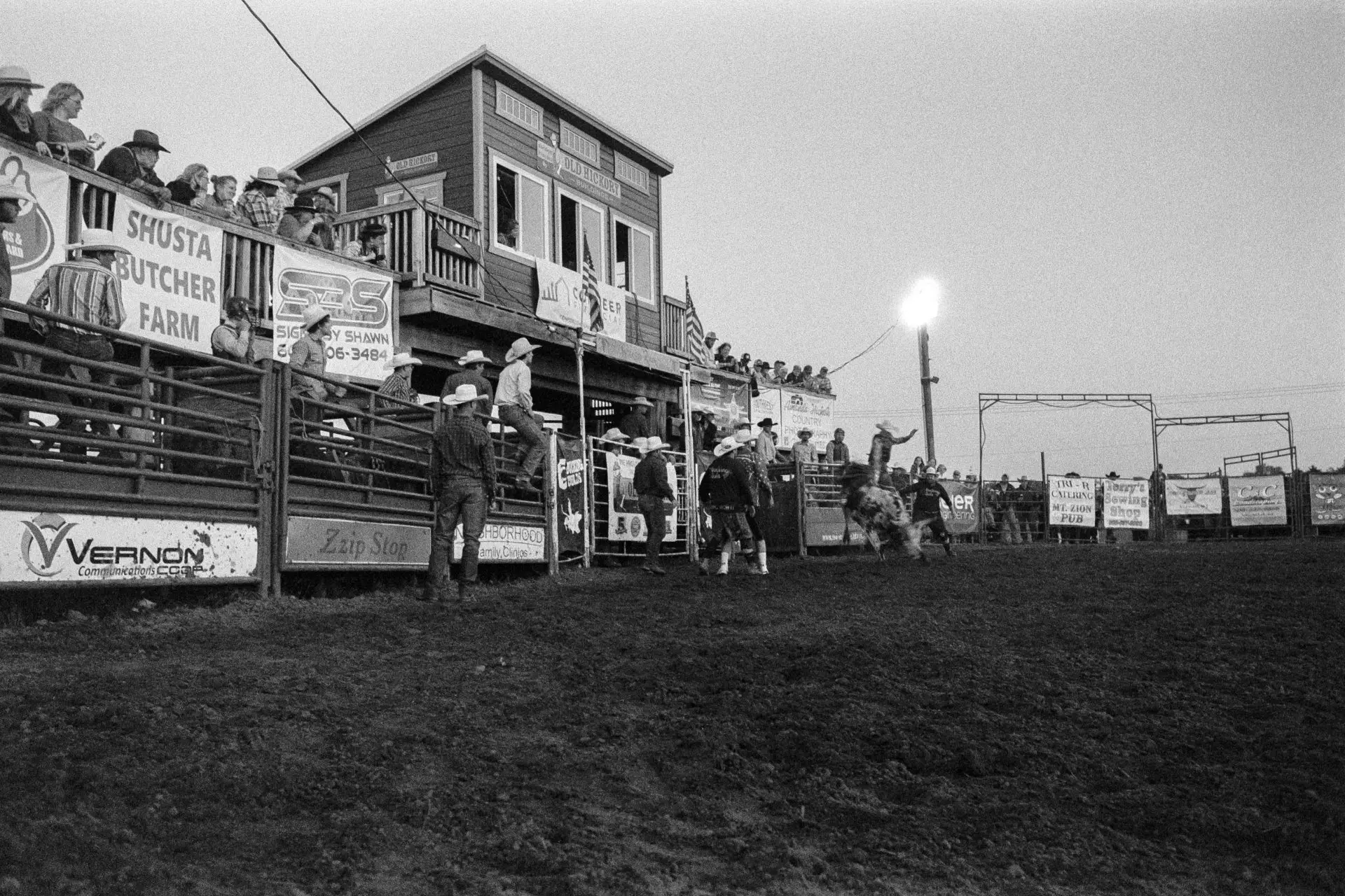 Wide shot of bull bucking