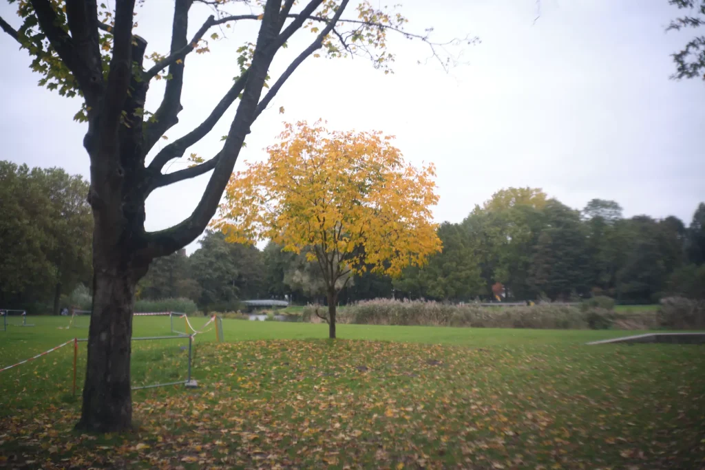 Image of a tree in autumn, with exceptionally soft corner rendering.