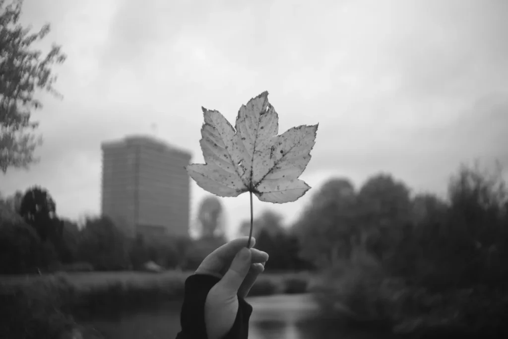 A leaf against a distant background. There are hints of bokeh.