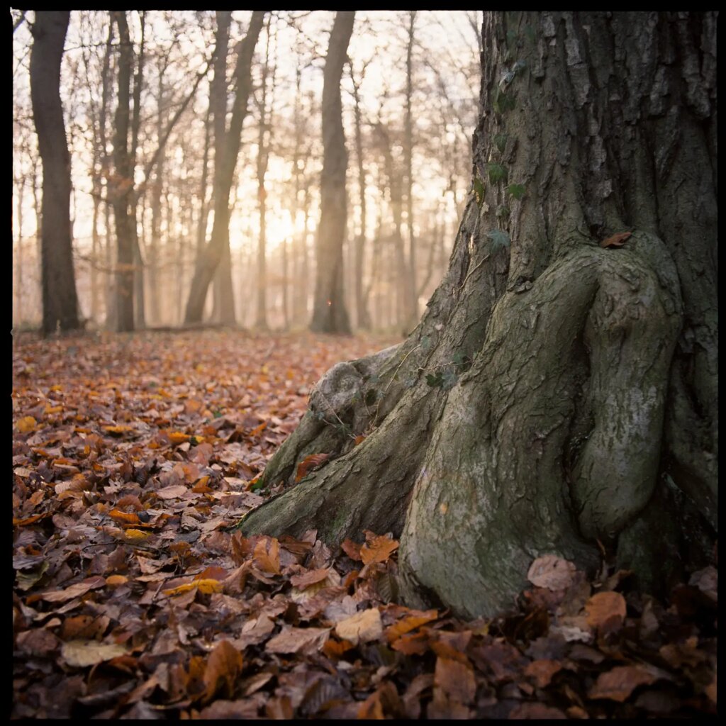 close-up of trunk and roots of a beech inside a autumnal forest, shot with a Hasselblad Distagon 50mm f/4 lens on Fuji Pro 400H film