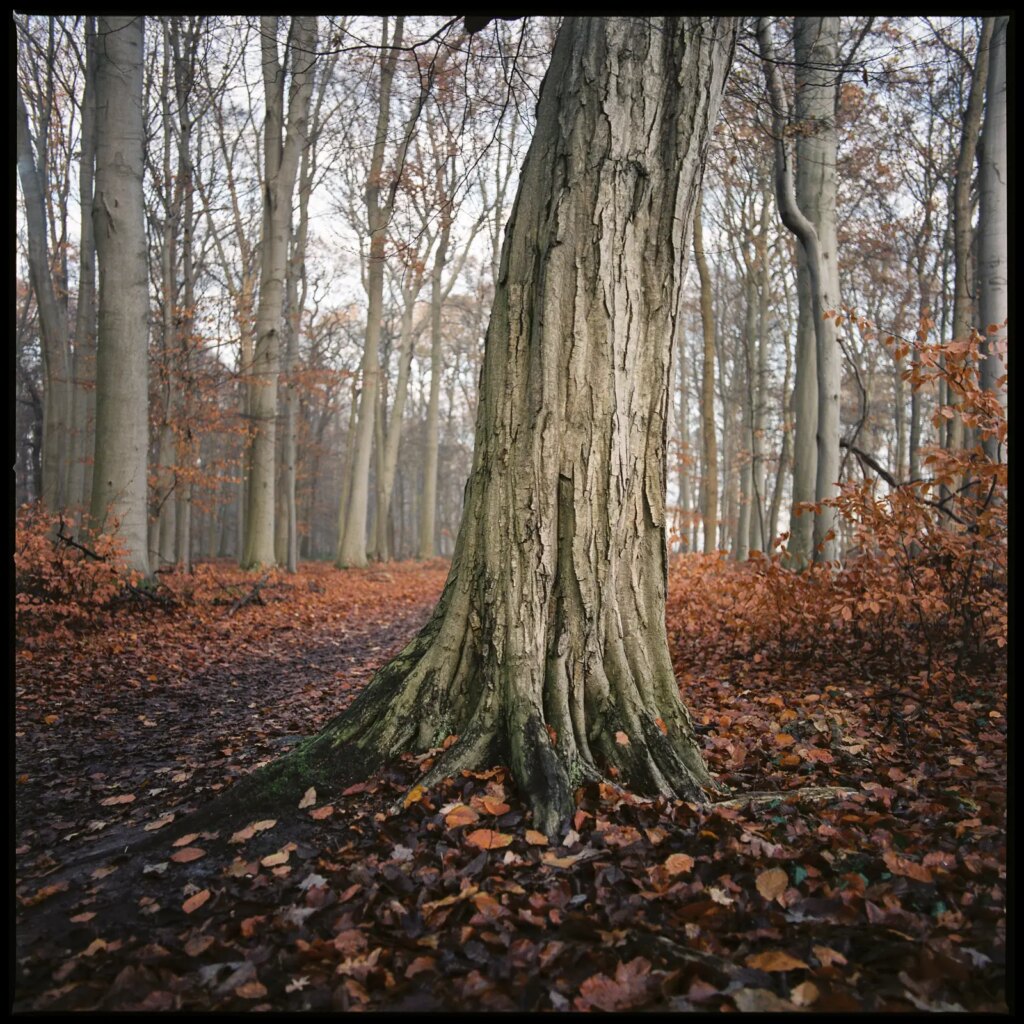 close-up of the trunk of a beech inside a autumnal forest