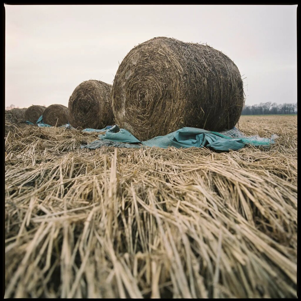 rotten straw bales lying on a field with long and dry grass, square photograph shot with a Hasselblad Distagon 50mm f/4 lens