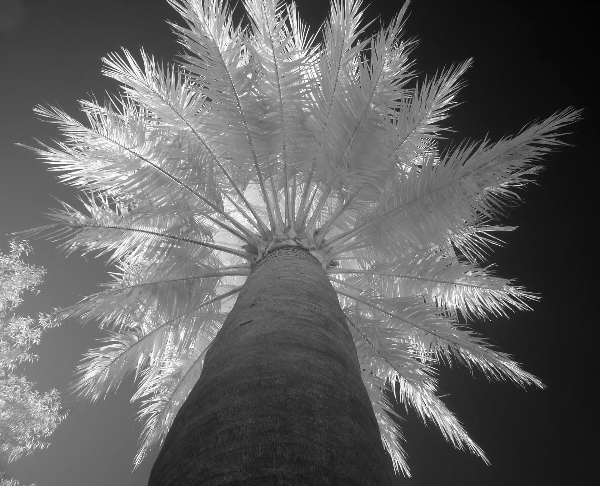 IR palm tree lookup shot