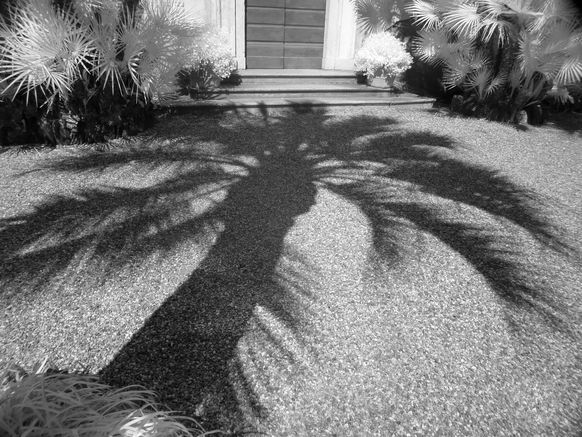 IR palm tree shadow