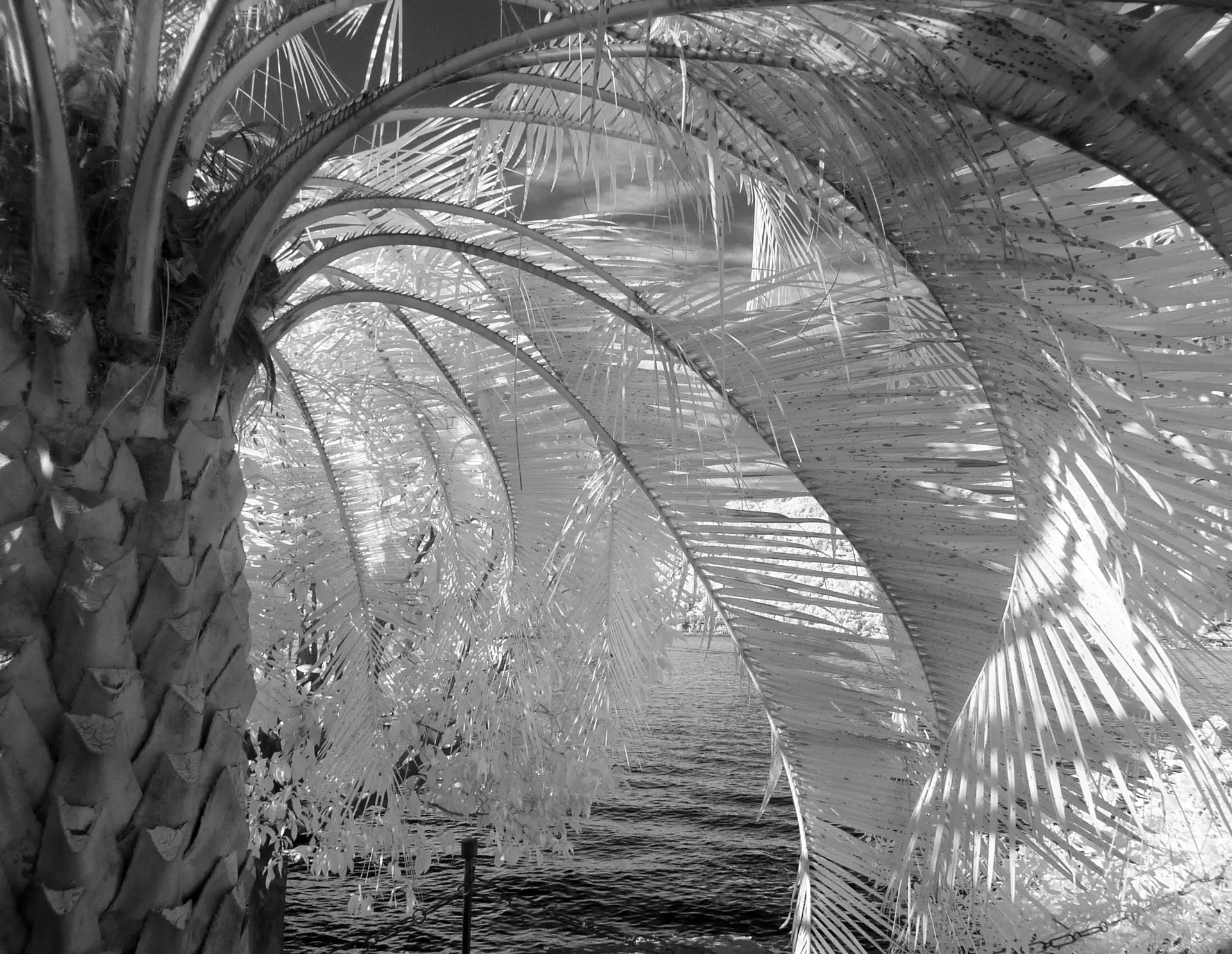 IR palm tree cascade
