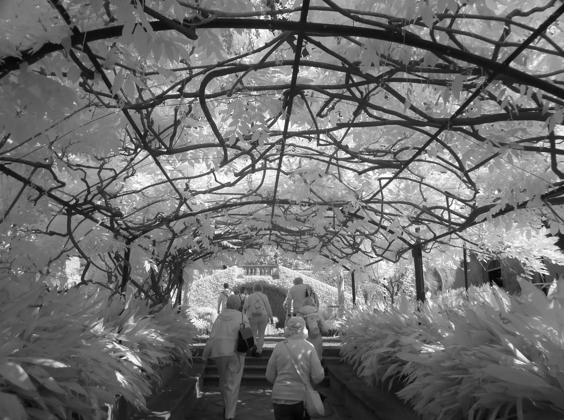 IR walking under an IR-backlit wisteria arbor