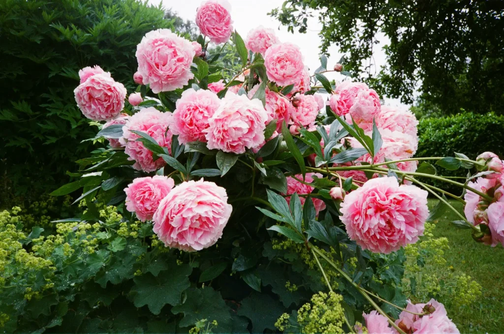 Pink Peonies