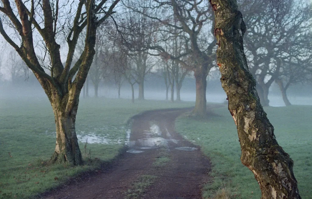 A path meandering through misty trees