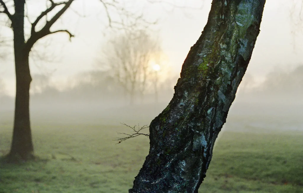 A gnarled tree with misty background