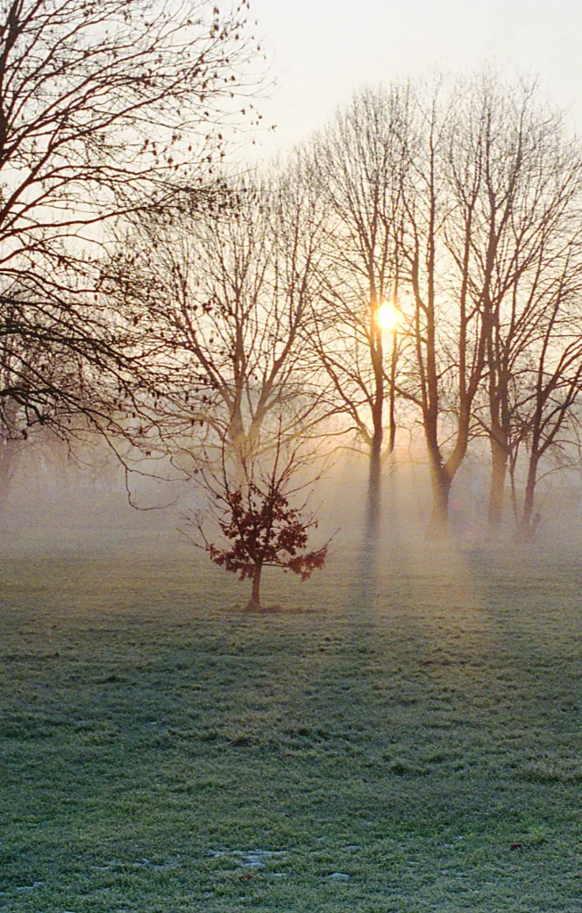 Sunlight through misty trees