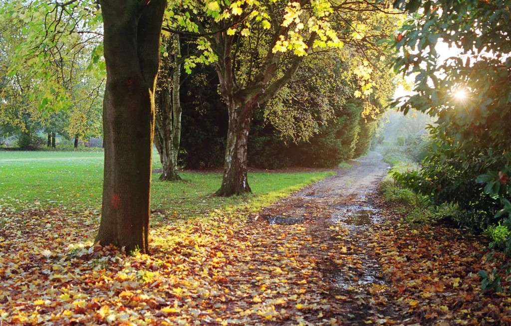 A path through an autumnal scene