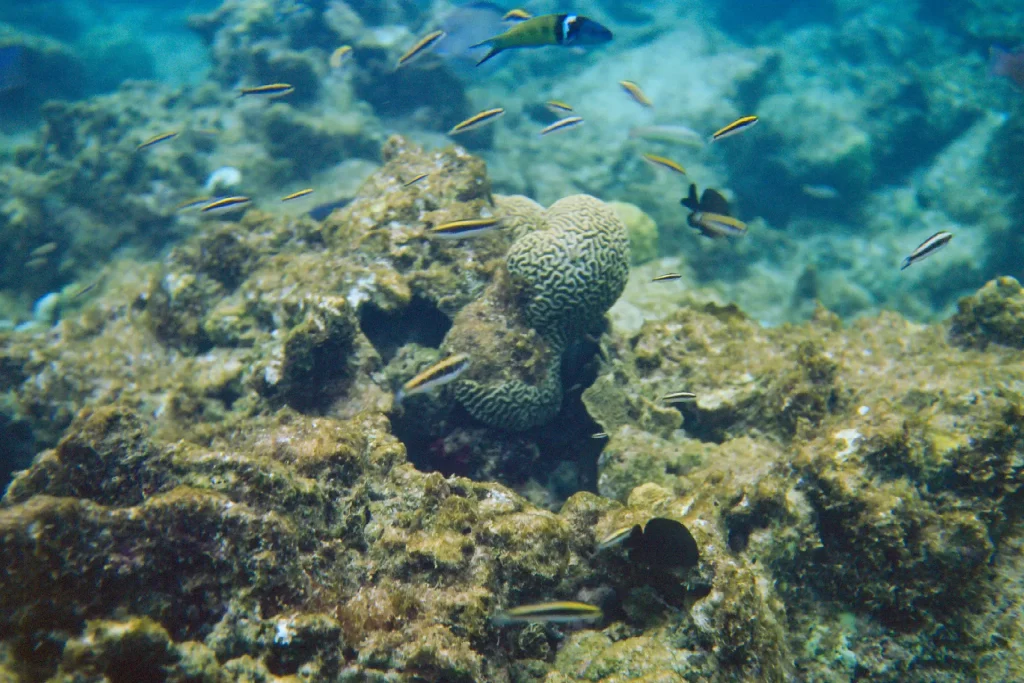 Photo taken with Nikonos V on Ektachrome 100 in Bonaire Washington Slagbaai National Park