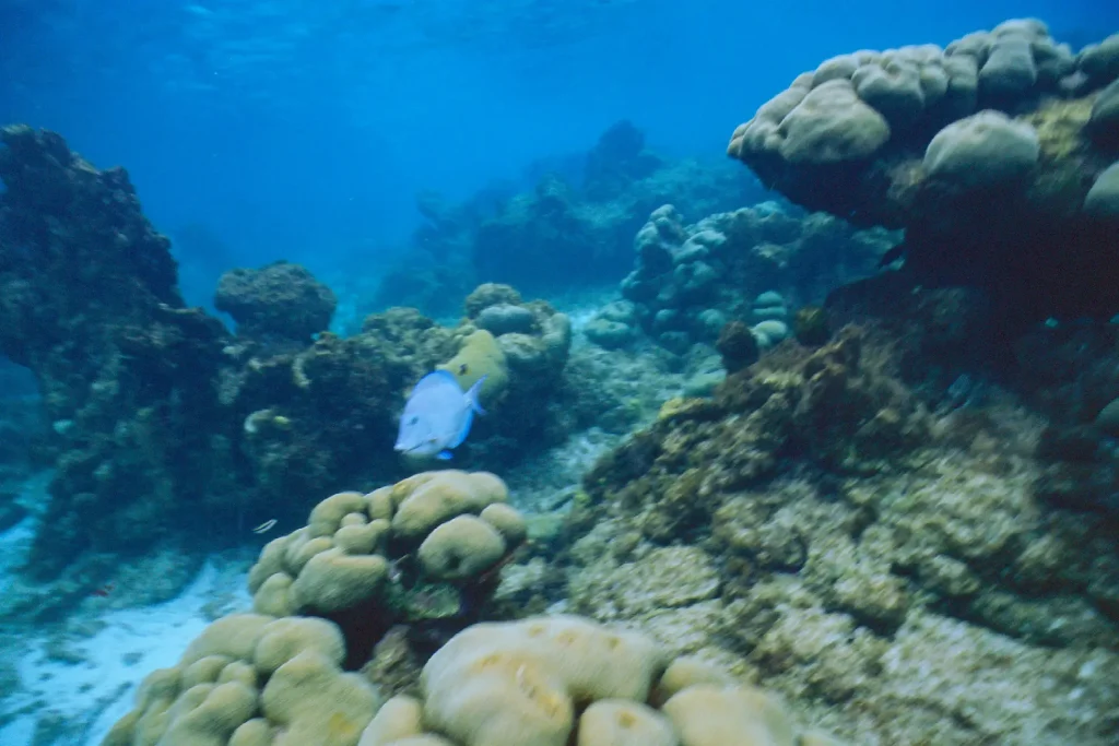 Photo taken with Nikonos V on Ektachrome 100 in Bonaire Washington Slagbaai National Park