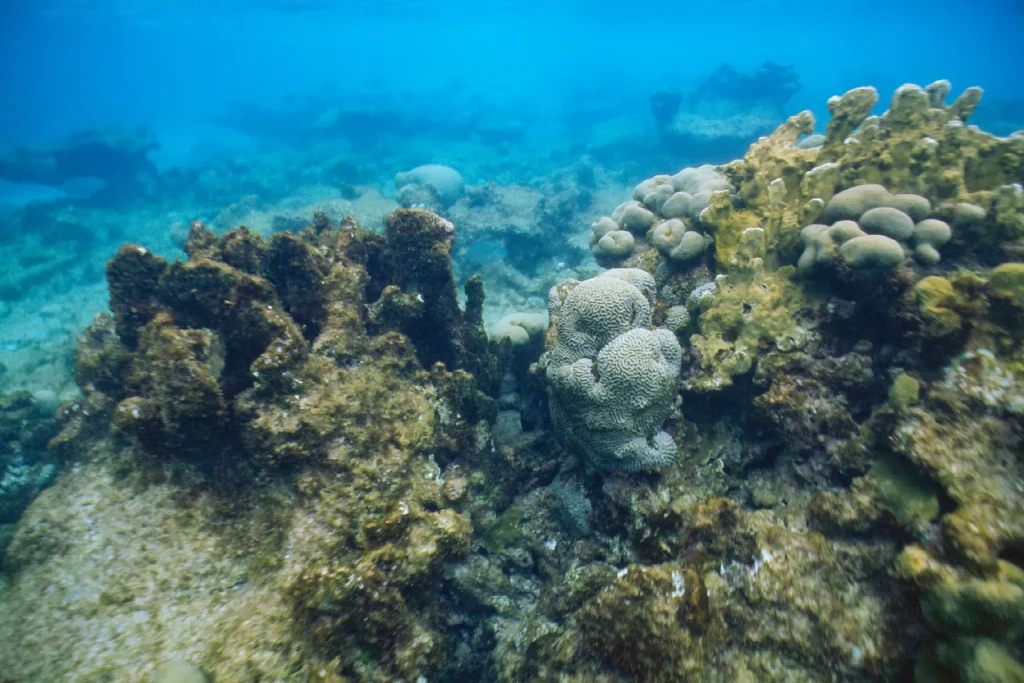 Photo taken with Nikonos V on Ektachrome 100 in Bonaire Washington Slagbaai National Park