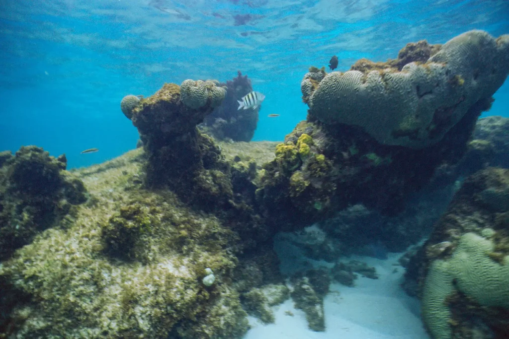 Photo taken with Nikonos V on Ektachrome 100 in Bonaire Washington Slagbaai National Park