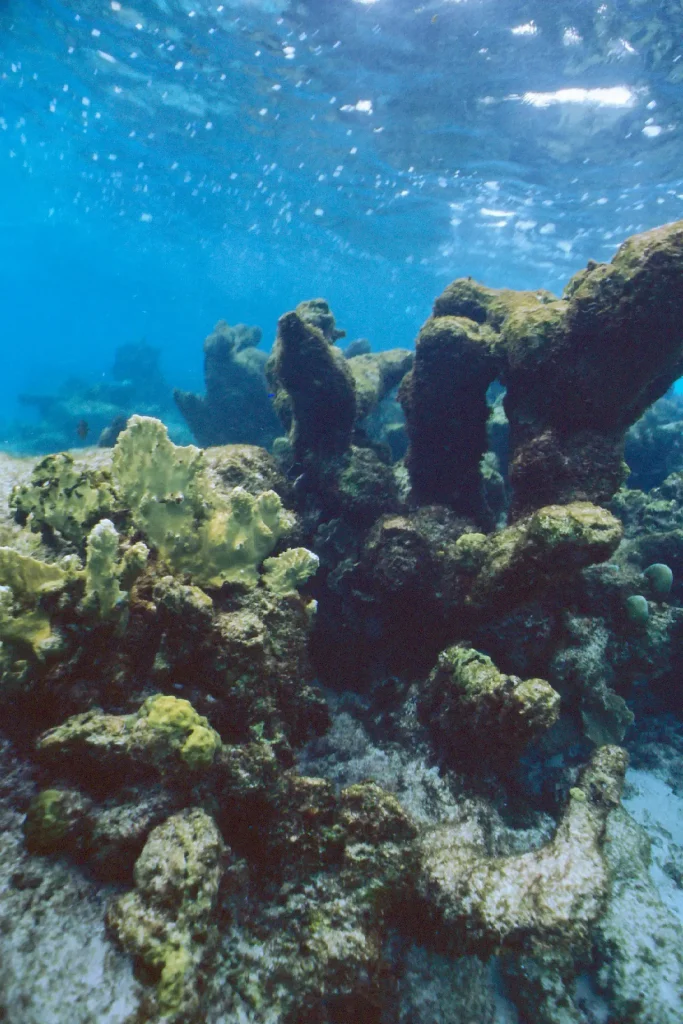 Photo taken with Nikonos V on Ektachrome 100 in Bonaire Washington Slagbaai National Park