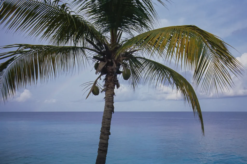 Photo taken with Leica M2 on Ektachrome 100 in Bonaire Washington Slagbaai National Park