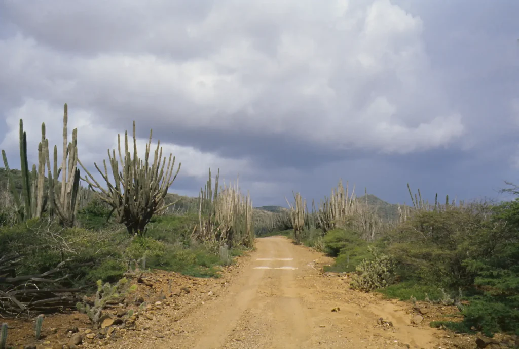 Photo taken with Leica M2 on Ektachrome 100 in Bonaire Washington Slagbaai National Park