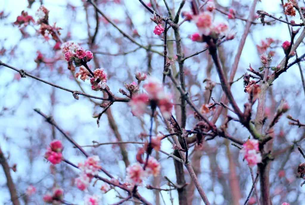 Spring flowers blooming on a tree against a blue sky.