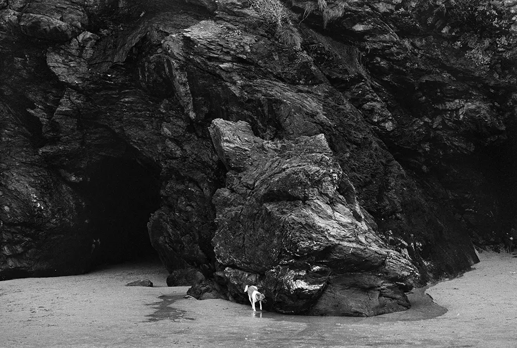 Dog and landscape Mawgan Porth