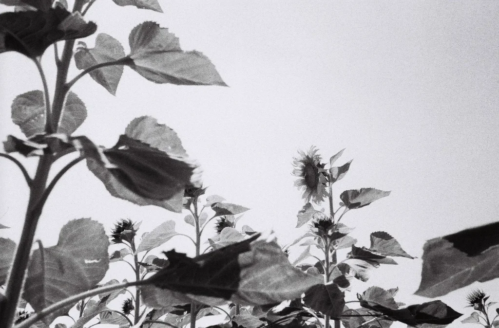 Sunflowers at Pak Cheong