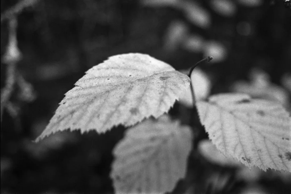 leaf ultrafine 400 Nikon FE Daniel Sigg Photography