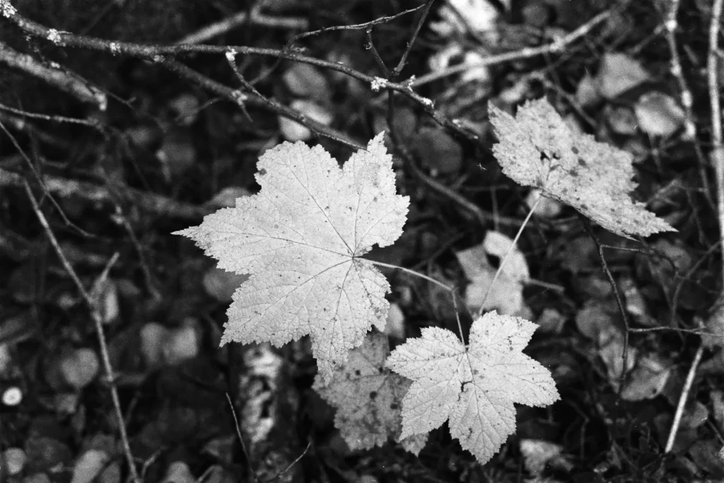 leaf TriX 400 Nikon FE Daniel Sigg Photography