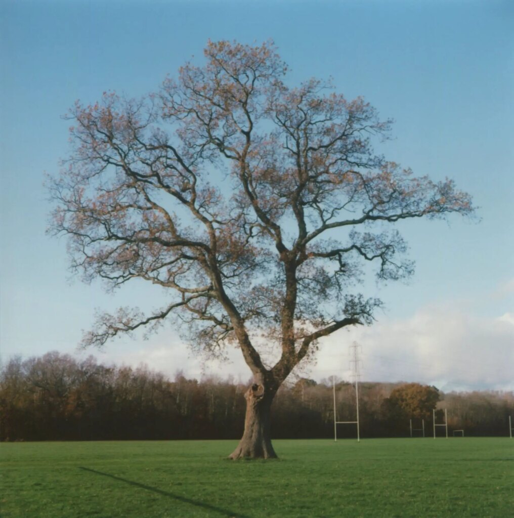 local park tree - project image by ed worthington