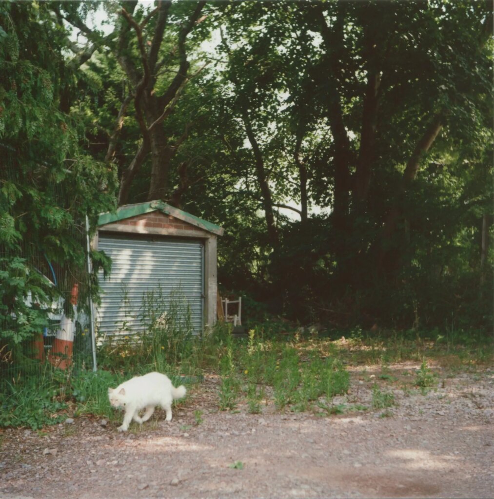 local cat - project image by ed worthington