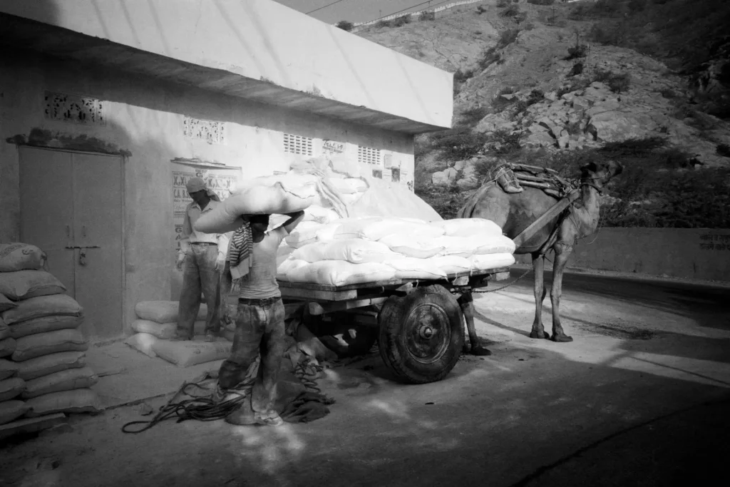 Jaipur camel flour