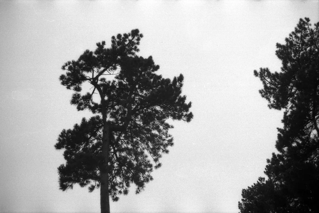 Trees against a grey sky