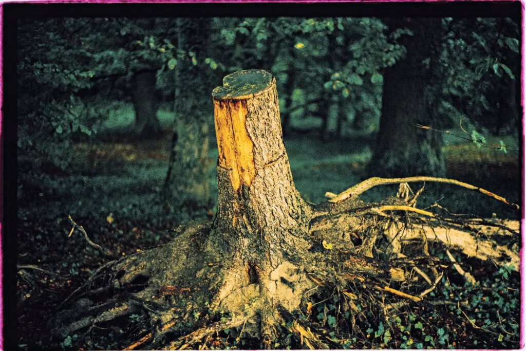 A yellow-colored tree stump shot on cross-processed Fujichrome 64T II slide film.