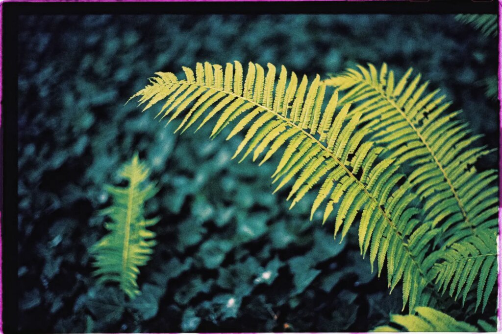 The branch of a light green fern in front of a dark green background of ivy.