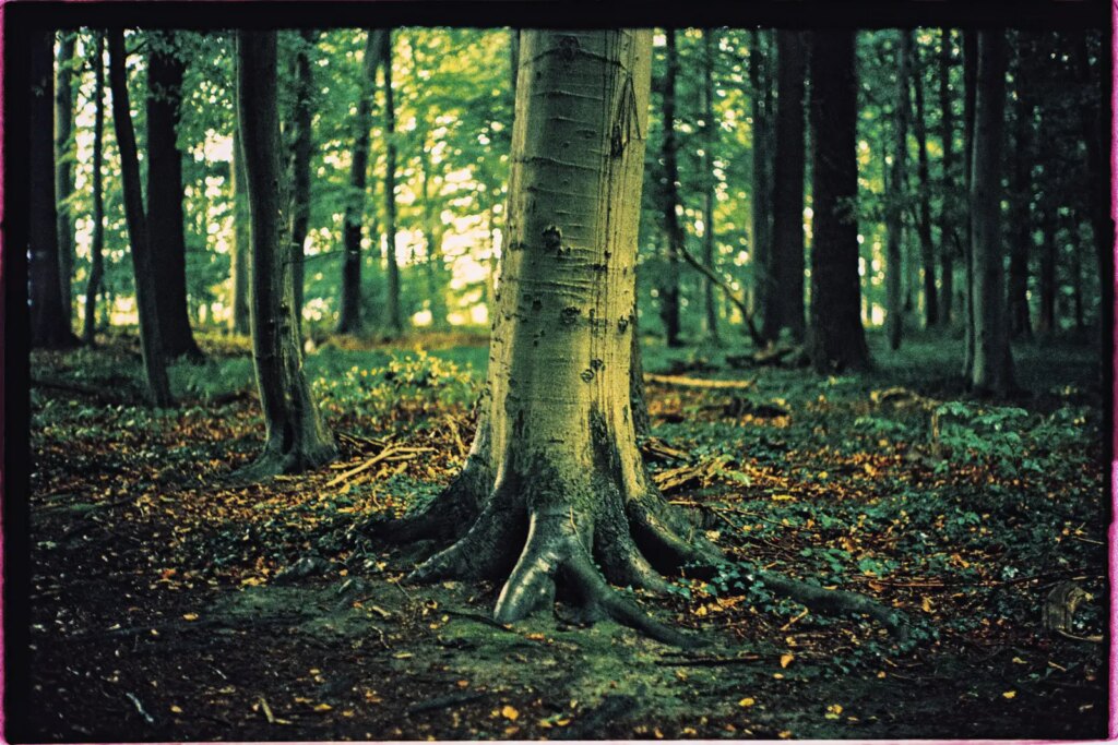 A photograph of a beech tree inside a forest, shot on Fujichrome 64T II slide film.
