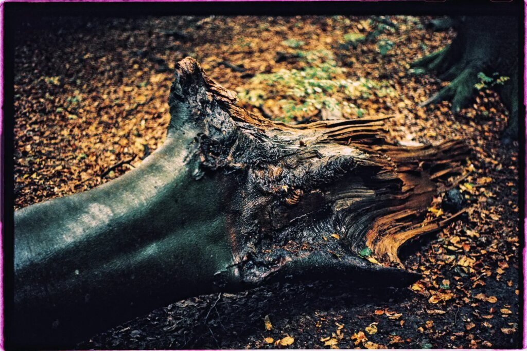 Photograph of a broken tree trunk lying on the forest's floor.