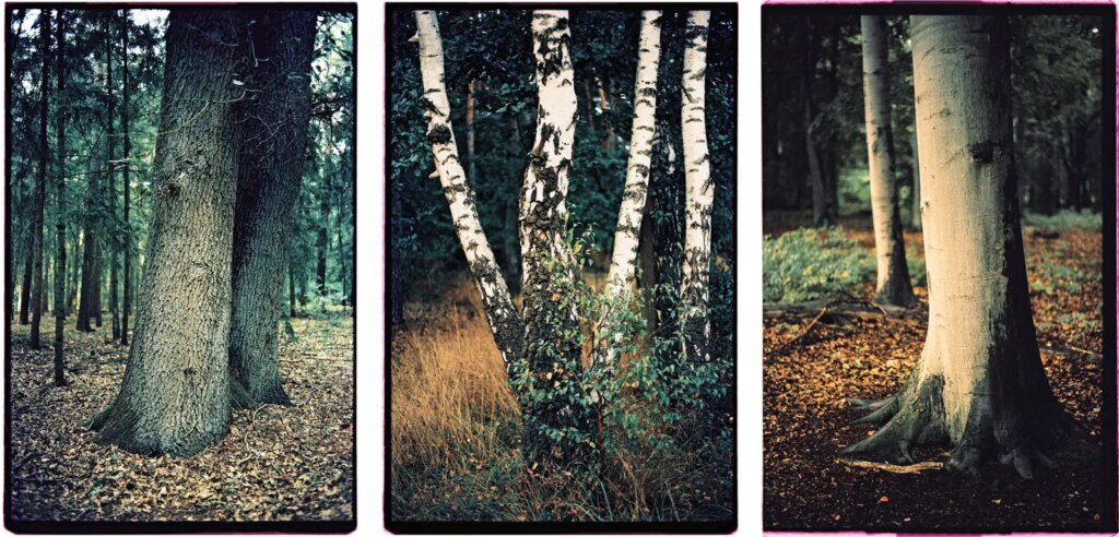 A triptych of three photographs with tree trunks standing in a forest.