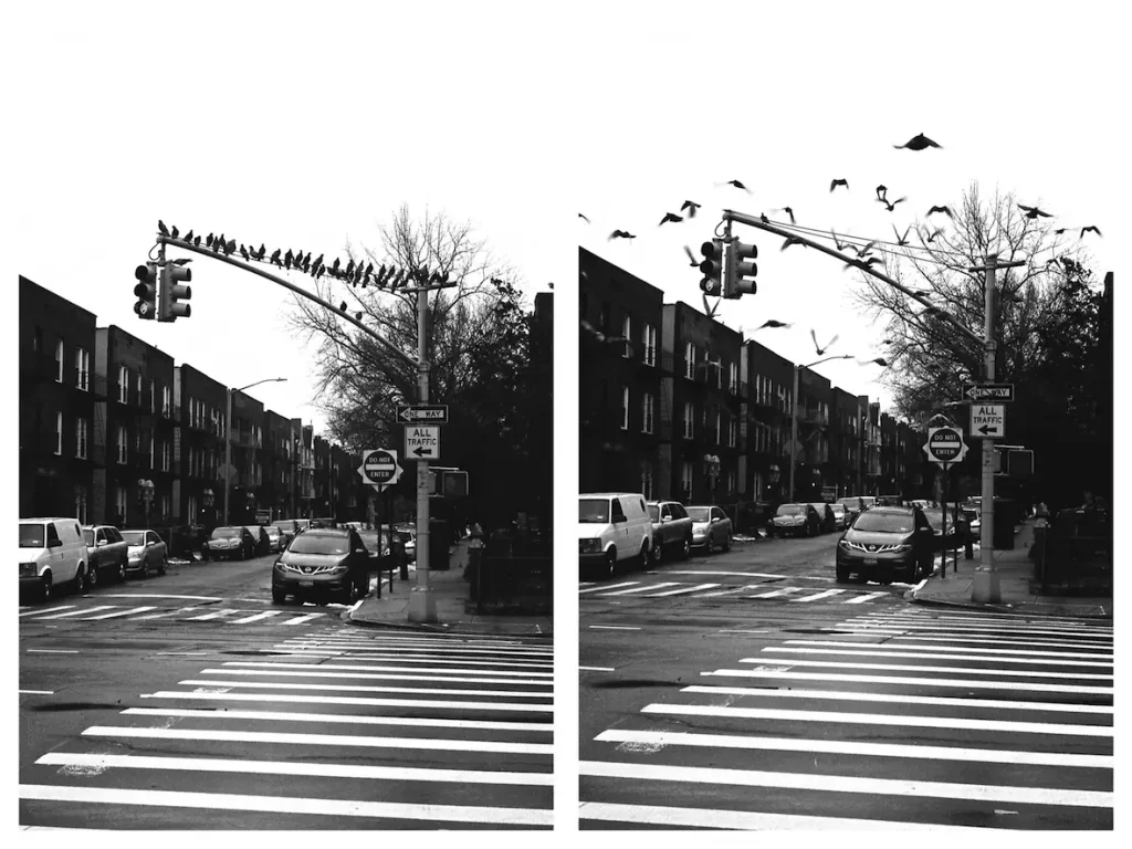 Birds - Queens (2017) - Leica M6 - 35mm compact camera