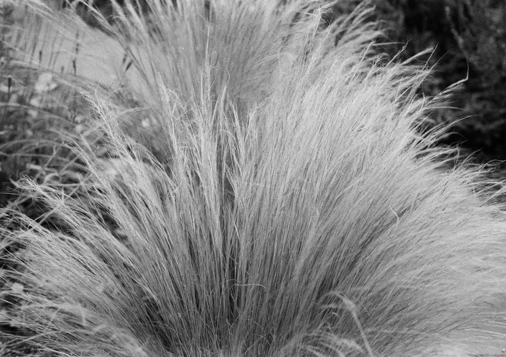 Ornamental Grasses