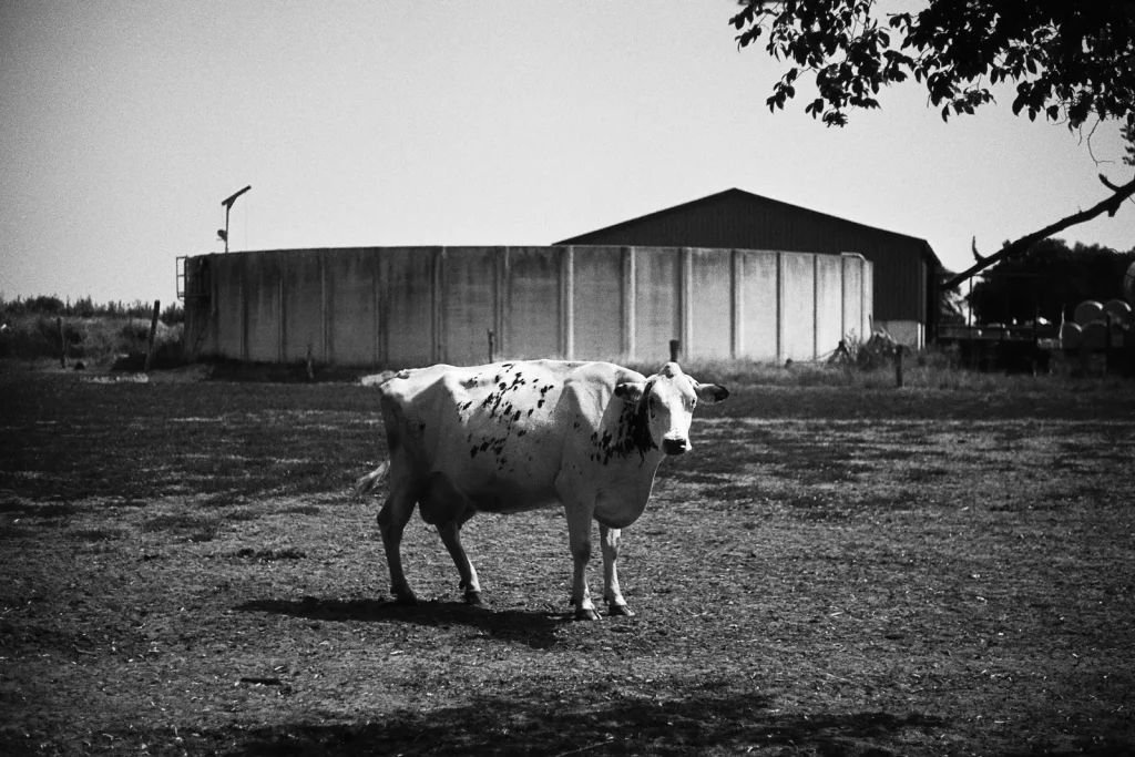 Livestock farming is a common sight in the agricultural landscapes around Hämelhausen.