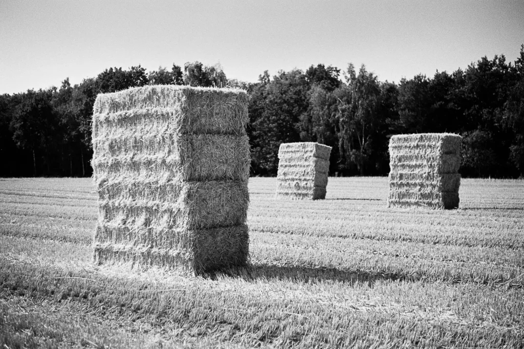 Straw bales standing on a wheatfield as a facet of the agricultural landscapes found in northern Germany.