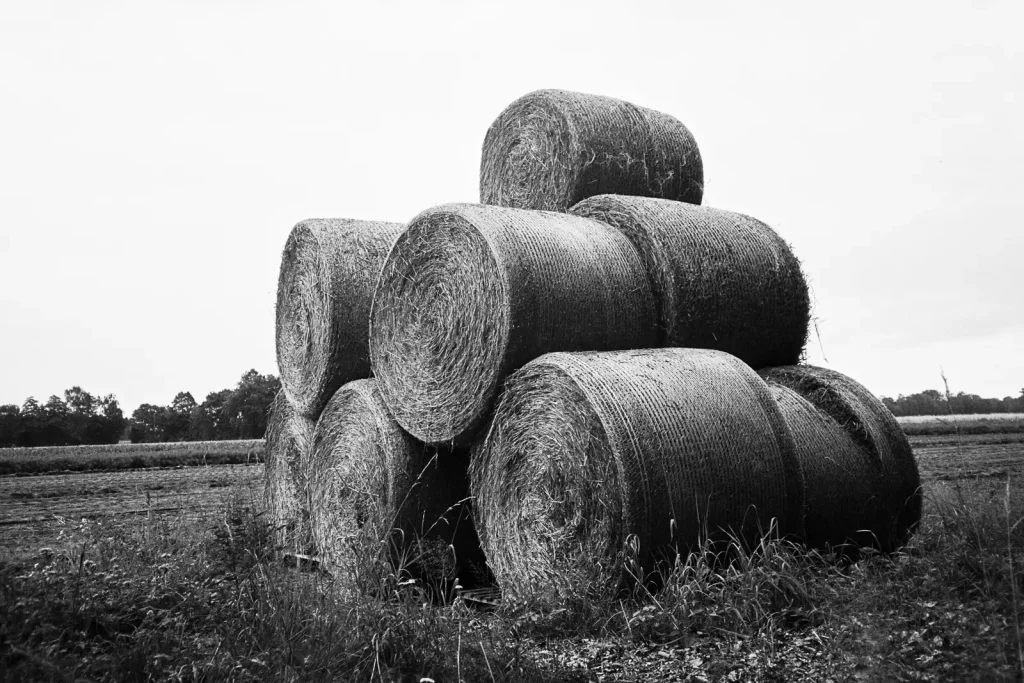 A pile of round straw bales found in the agricultural landscapes.