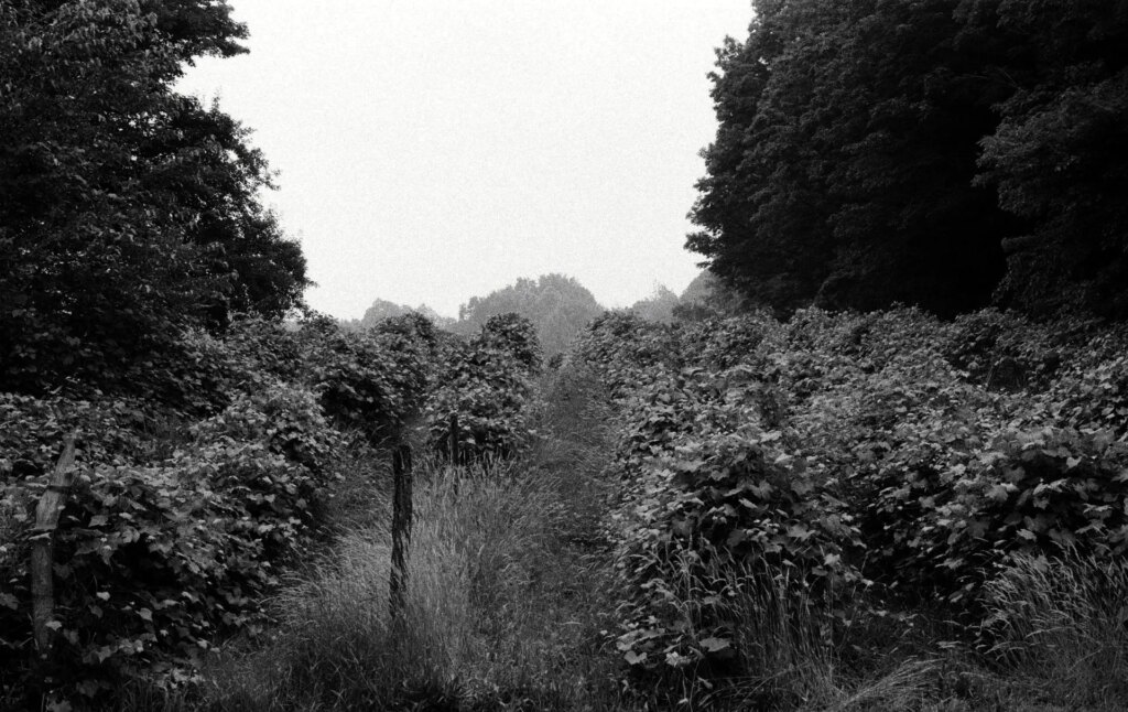 A part of a vineyard with trees on either side