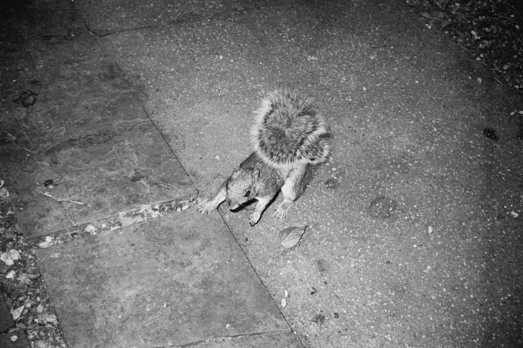 Squirrel caught in the flash. Washington, DC. Agfa APX 100 (pre-2014 emulsion).