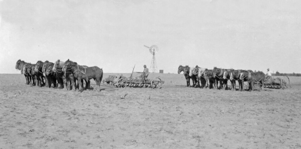 Two large horse teams pulling what I think are scarifiers. From some time in the ‘20s. My grandfather started his career as a farmer from 1907 (at age 17) and used horse teams for most of the work until 1930. You can read the word ‘Alston’ on the windmill rudder quite clearly at 100%.