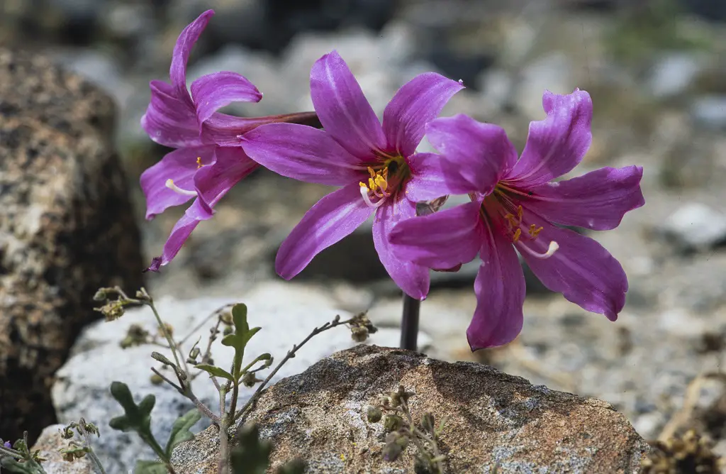 Flowers in the desert