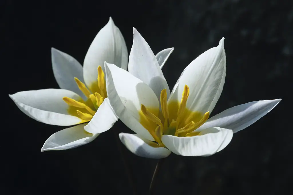 White tulip flowers